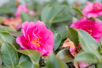 close-up of sasanqua in winter