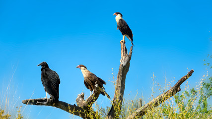 Crested Caracara Caracara cheriway Perched on Branch