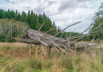 Trees In River Bottom