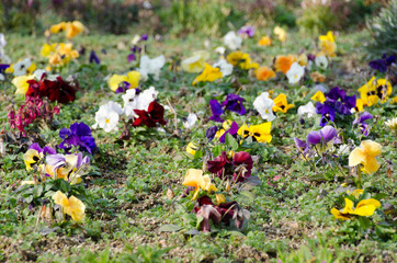 flower bed of pansies flower bloomed