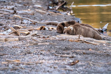 Fototapeta premium Two young sub-adult Alaskan brown bears on the Naknek Lake beach napping, Katmai National Park, Alaska, USA 