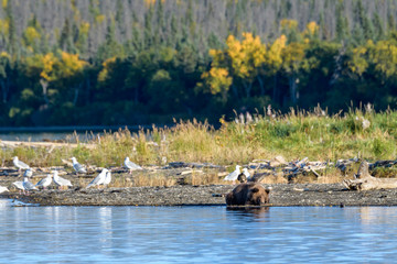 Cute Alaskan brown bear cub napping on Naknek Lake beach, fall foliage in background, Katmai National Park, Alaska, USA
