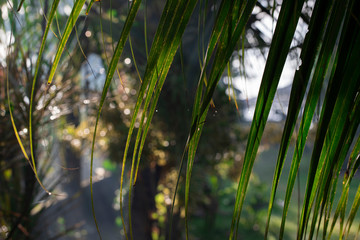 Palm leaf closeup in tropical garden. Fresh morning dew with sun light and greenery. Tropical island sunrise photo.
