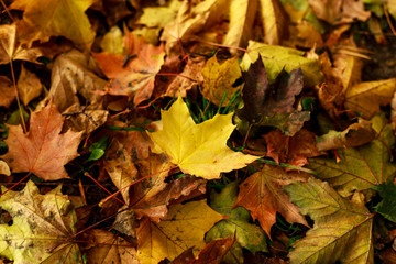 Naklejka na ściany i meble Macro photo of yellow leaf of maple on the ground. Fall leaves in autumnal park. Autumn mood scene. Shallow depth of field.