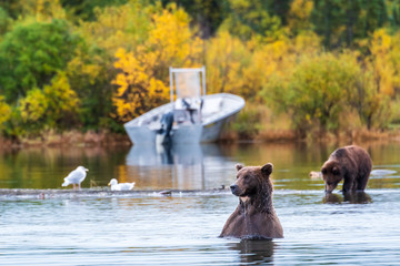 Obraz premium Large adult female Alaskan brown bear standing in Brooks River with cute cub, small boat and fall foliage in background, Katmai National Park, Alaska, USA 