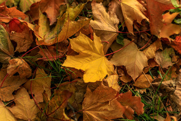 Macro photo of yellow leaf of maple on the ground. Fall leaves in autumnal park. Autumn mood scene. Tilt-shift effect. Soft focus photography.