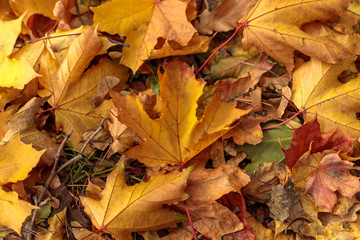 Fallen leaves on the ground in autumnal park. Close-up of  yellow leaf of maple on a sunny day. Autumn mood scene. Tilt-shift effect. Soft focus photography.