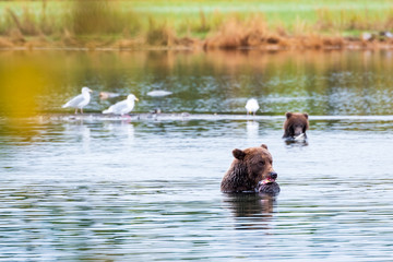 Large adult female Alaskan brown bear standing in Brooks River eating a salmon, with cute cub and fall color in background, Katmai National Park, Alaska, USA
