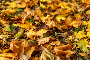 Fallen leaves of maple on the ground in autumn park.  Macro photo of  yellow foliage in warm sun rays. Beautiful fall scene. Tilt-shift effect.