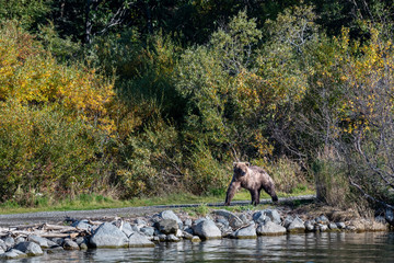 Young sub-adult Alaskan brown bear walking on a trail with fall foliage in the background, Katmai National Park, Alaska, USA
