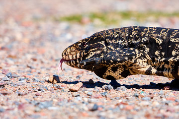 Reserva Ecológica Costanera Sur
