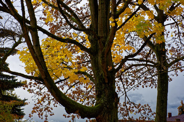 beautiful colors of autumn