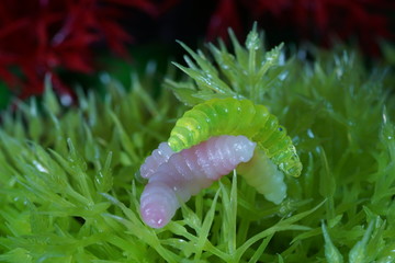 Artificial aquarium with artificial fish that are good for fishing for predator fish



