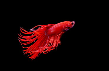 Siamese fighting fish, red fish, black background Betta splendens, Betta Fish, Halfmoon Betta.