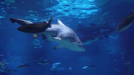Reef Shark Underwater Swimming in Aquarium