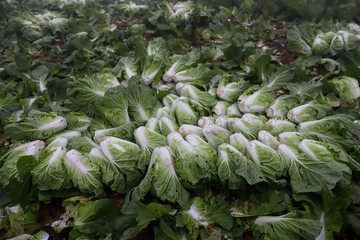 Close up to fresh white cabbage in harvest field, Cabbage are growing in garden, Organic vegetable...