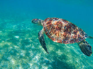 Obraz na płótnie Canvas Sea turtle swims in blue sea. Sea turtle in tropical seashore, underwater photo of marine wildlife.
