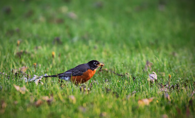 American Robin with worm