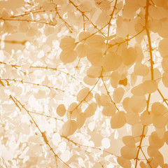 Looking through monotone yellow leaves; different shades of yellow leaves on branches