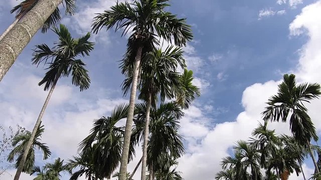 Video footage Palm trees on blue sky background . travel, summer, vacation and tropical.