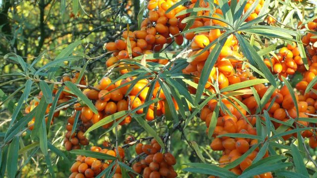 Common sea buckthorn Hippophae rhamnoides, tree and the bush fruit bearing berry, plant in family Elaeagnaceae, traditional medicine, food, livestock fodder and cosmetics industries.