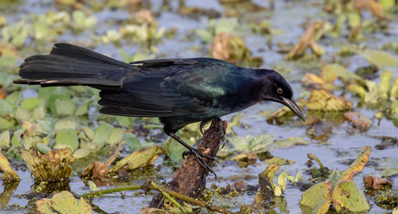 Boat-tailed Grackle foraging