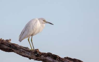 Juvenile Little Blue Heron on Branch