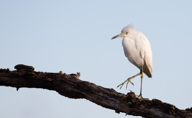 Immature Little Blue Heron