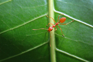 Red ant (Oecophylla smaragdina),Action of ant on a green leaves.