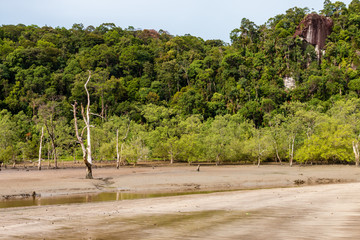 Large Mangrove Forest area at low tide in a remote part of Borneos Sarawak state