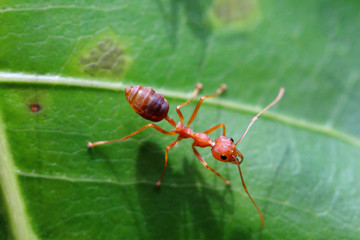 Red ant (Oecophylla smaragdina),Action of ant on a green leaves.