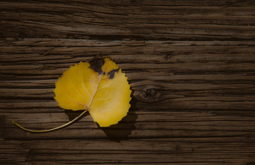 yellow leaf on hard wood floor, filtered tones