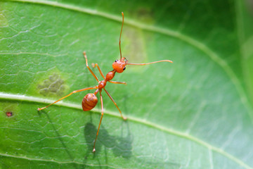 Red ant (Oecophylla smaragdina),Action of ant on a green leaves.
