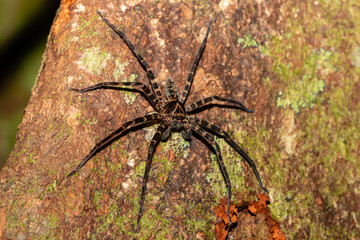 A large Huntsman Spider on a tree at night in the rainforest of Borneo
