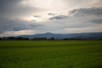 Fototapeta na wymiar rice planting and blue sky