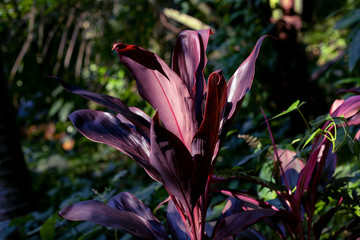 Tropical garden plant closeup photo. Dark purple leaf texture. Natural pattern on exotic plants