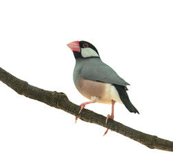 Java Sparrow bird isolated on white background