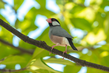 Java Sparrow , One of the most beautiful bird in the world.