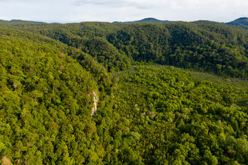 Fototapeta premium Aerial drone view of dense mangrove forest surrounded by lush tropical rainforest