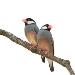 Lovey bird , Pair of Java Sparrow