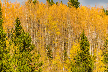 Aspen Trees in the Fall