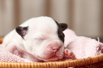 Mascota recién nacida - 3 días de edad
