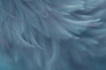 Obraz premium Blur Bird chickens feather texture for background, Fantasy, Abstract, soft color of art design.