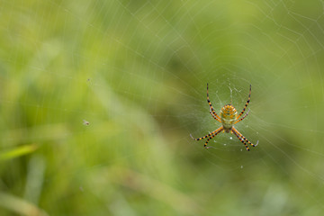 yellow spider in the web at nature