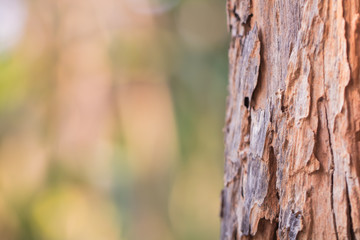 Blur tree for nature background