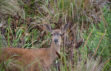 Coastal deer on the N. California coast