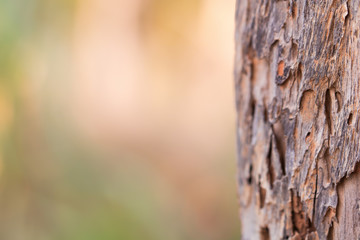 Blur tree for nature background