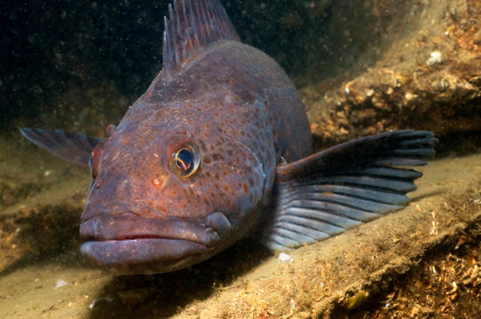 Ling Cod