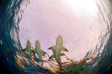 Lemon Sharks