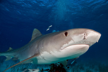 Tiger Shark